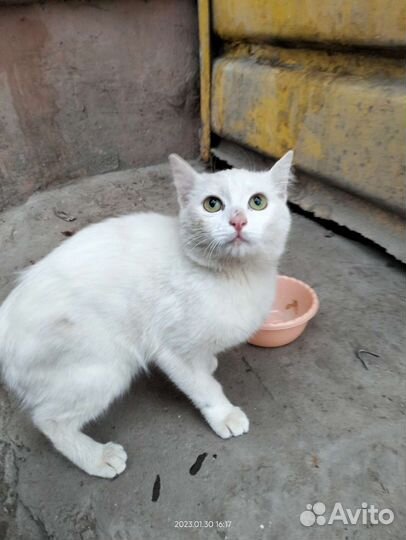 Котик ищет дом
