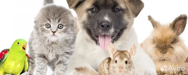 Еда для животных