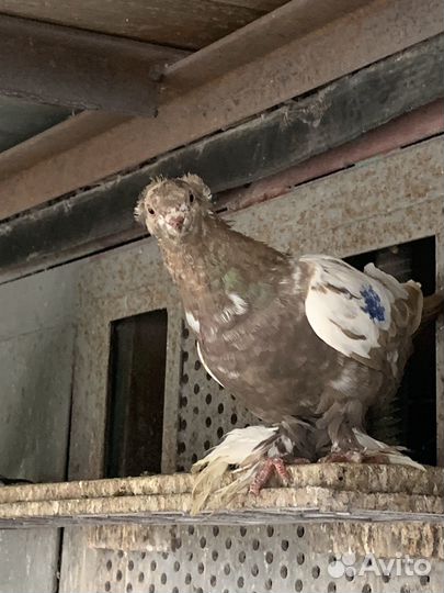 Голуби таджики,узбеки