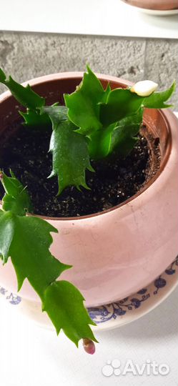 Комнатный цветок белый и красный