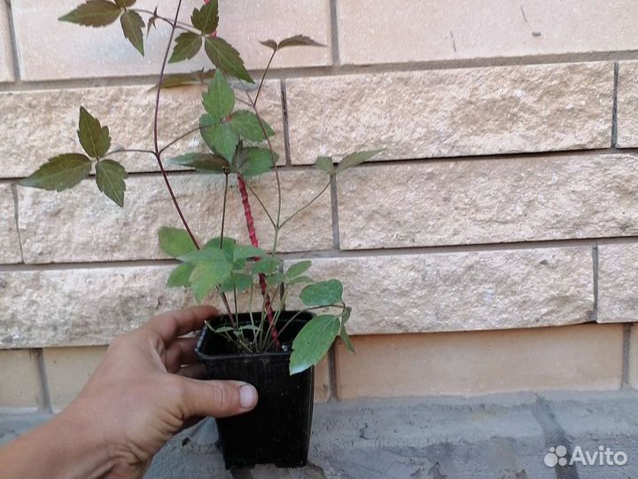 Саженцы клематиса Маркхем пинк