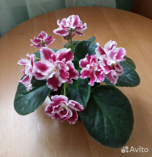 Продаю фиалки