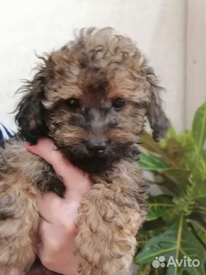 Щенки мальтипу