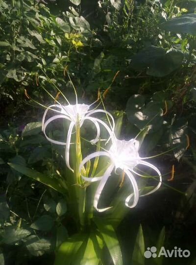 Гименокалюс, лилия паук