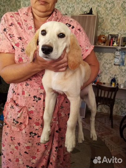 Нашлась собака