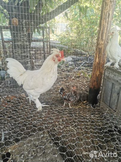 Декоративные карликовые куры