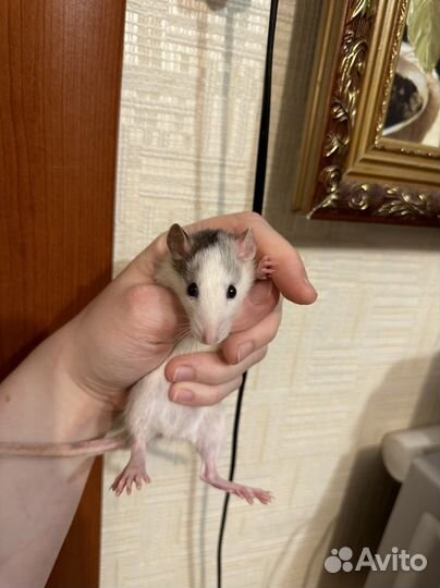 Декоративные крысята девочки новогодние