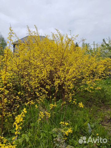 Пузыреплодник