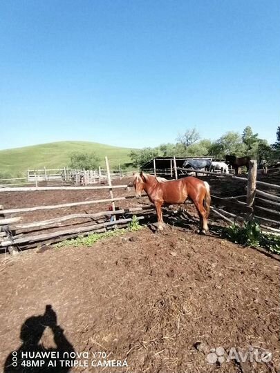 Лошадь жеребец