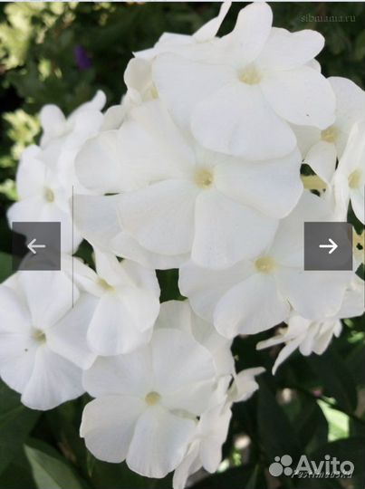 Флокс метельчатый