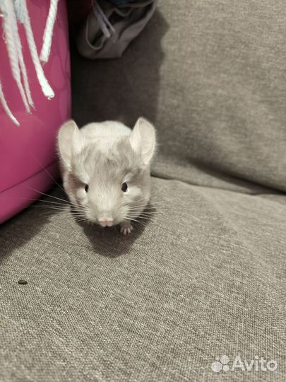 Шиншиллята