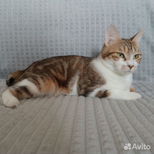 Курильский бобтейл