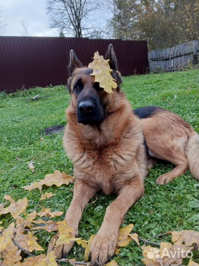 Немецкая Овчарка девочка