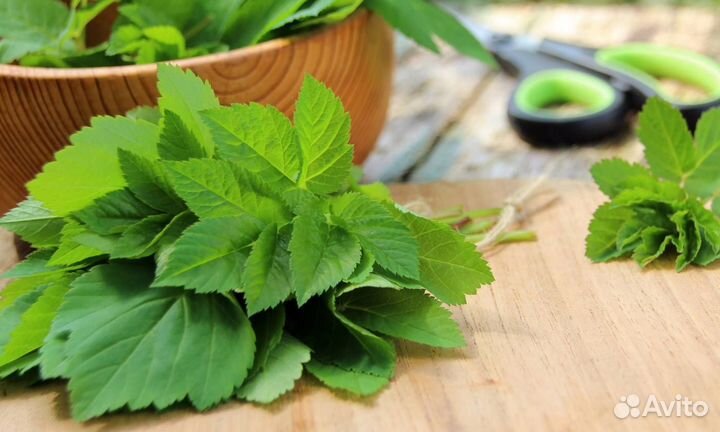 Сок сныти, сныть на меду