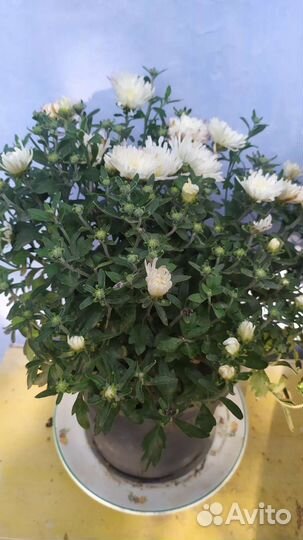 Хризантема мультифлора