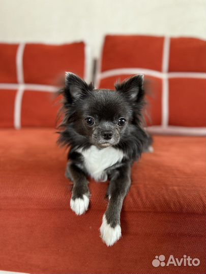 Чих кобель вязка развязан