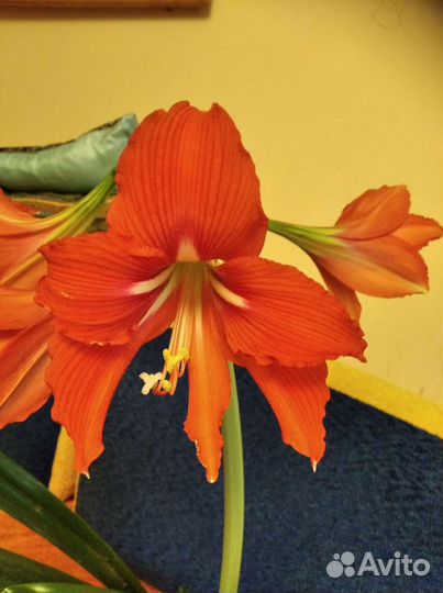 Алоэ и гипиаструм,сансевиерия