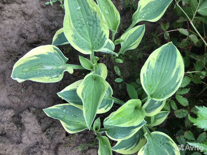 Хоста, пион, купальница