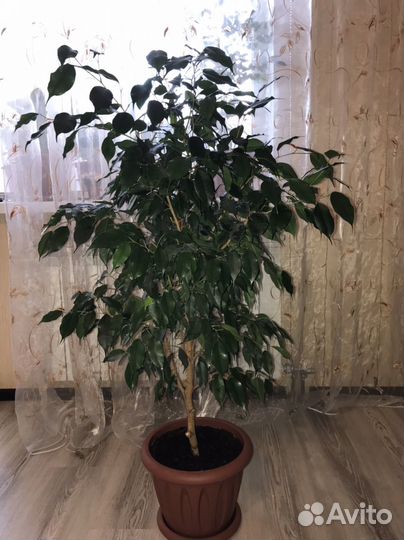 Фикус Бенджамина