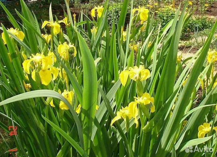 Ирис болотный Желтый
