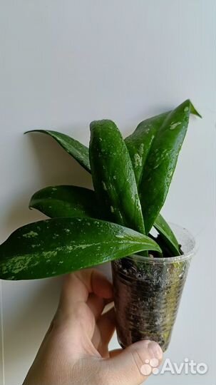 Хойя Публикатис Сильвер Пинк