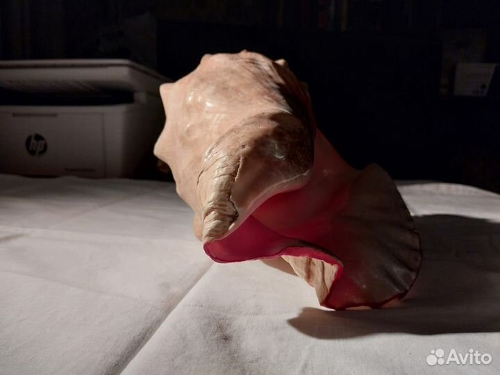 Ракушка морская большая