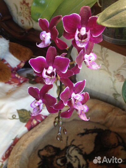 Орхидея фаленопсис