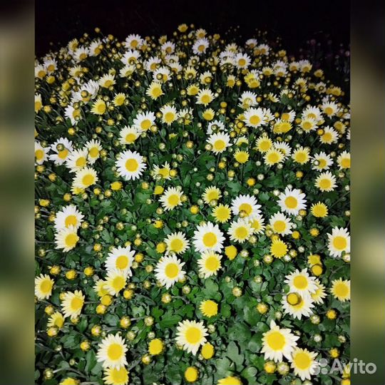 Хризантема мультифлора