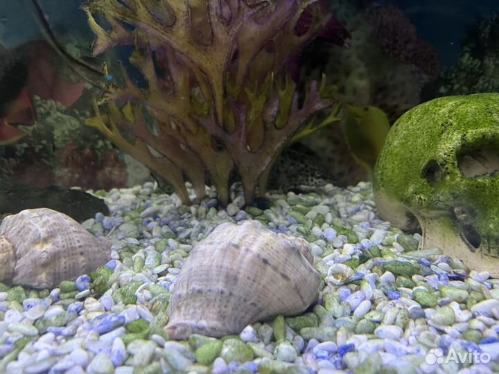 Аквариумные рыбки