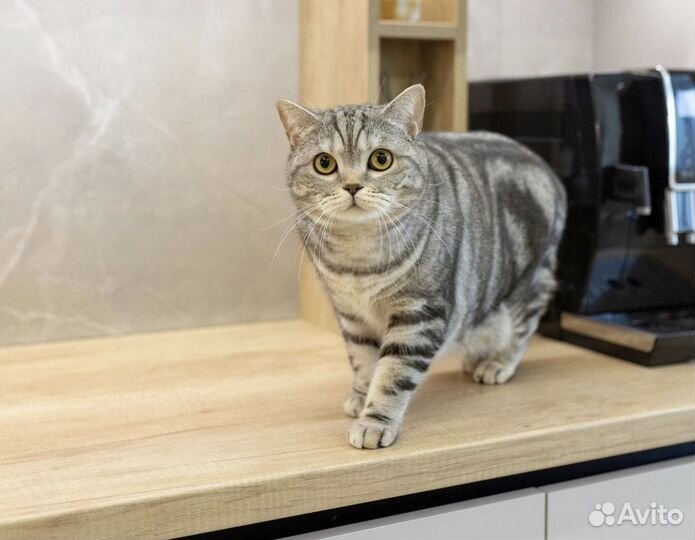 Кухня на заказ / Кухонный гарнитур от фабрики