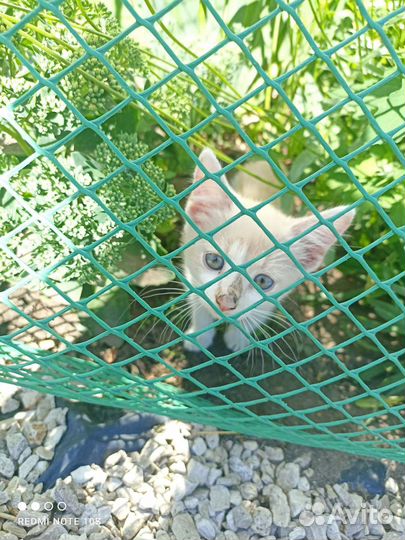Кошка в дар бесплатно
