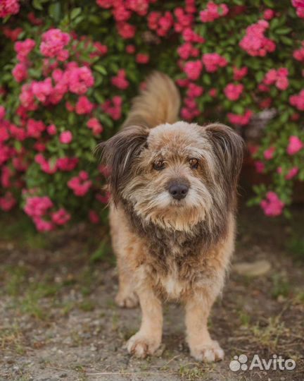 Собака бесплатно в добрые руки