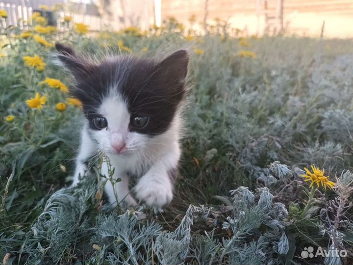 Котята в добрые руки бесплатно