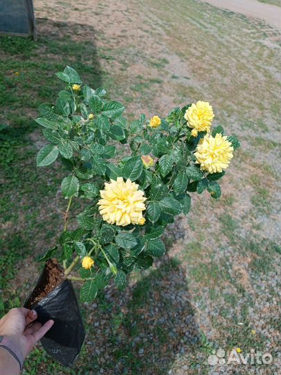 Розы в ассортименте