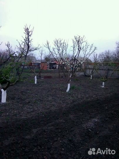 Сад, аварийные деревьев