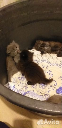 Шотландские котята