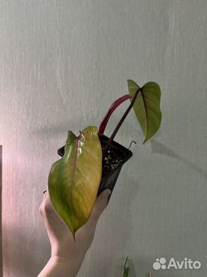 Филодендрон карамель крем