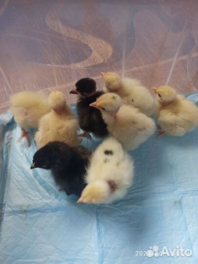 Цыплята