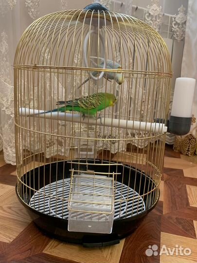 Два волнистых попугайчика