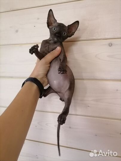 Канадский сфинкс