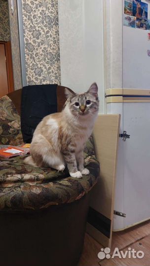 Курильский бобтейл