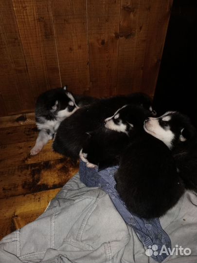 Щенки хаски