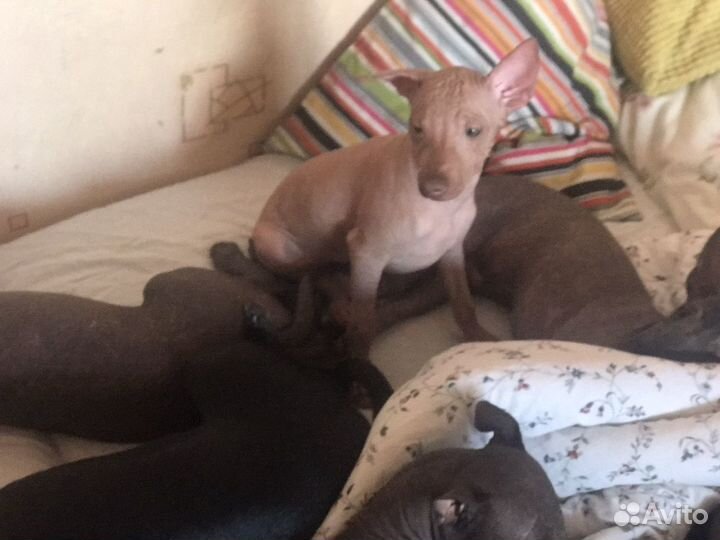 Ксолоитцкуинтли Шаньси