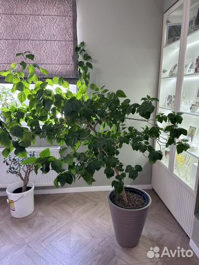 Гибискус, китайская роза