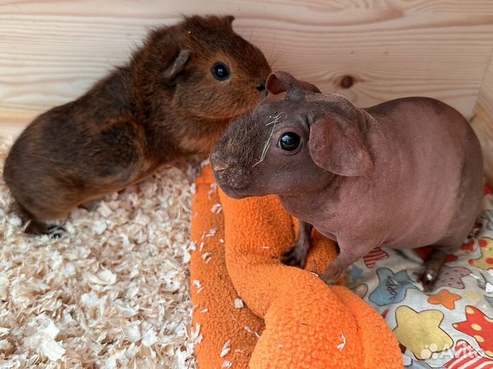 Морские свинки с домиком