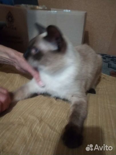 Кошки