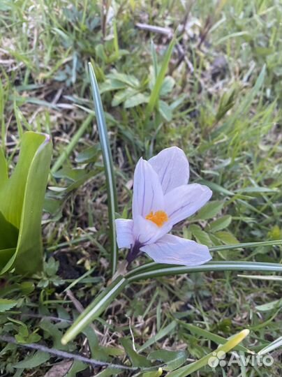 Кроксы белые