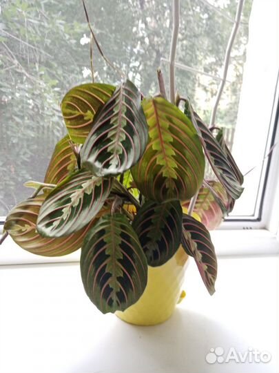 Маранта триколор