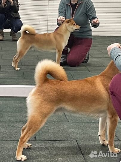 Вязка кобель сиба-ину