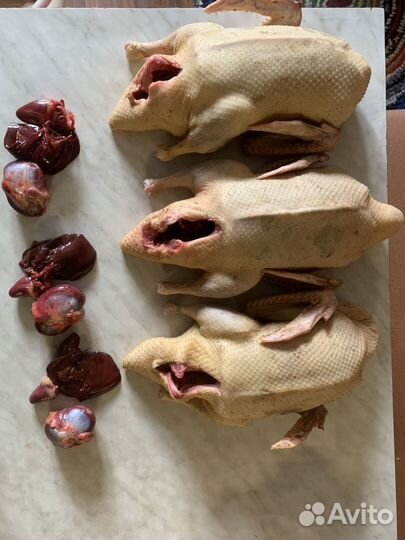 Индоутка домашняя мясо